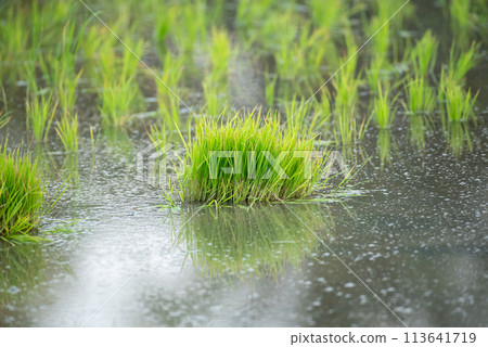 Nature of rice field on rice paddy Nature of rice field on rice paddy 113641719