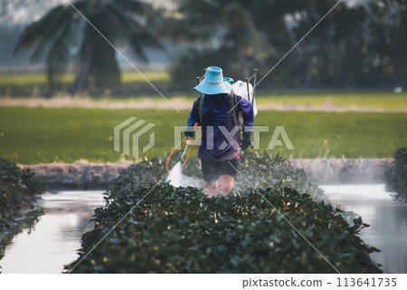 Nature of sweet potatoes plantation, yam farming 113641735