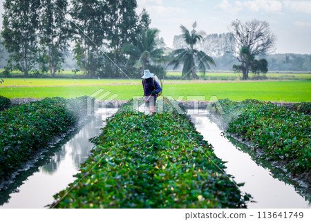 Nature of sweet potatoes plantation, yam farming Nature of sweet potatoes plantation, yam farming 113641749