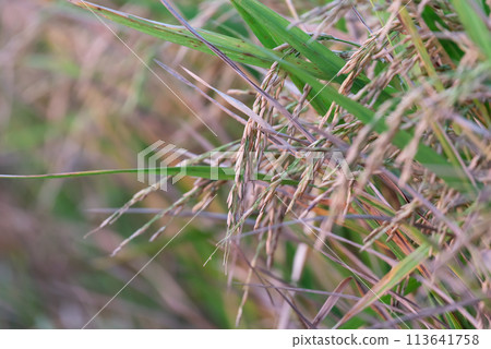 Nature of rice field on rice paddy 113641758