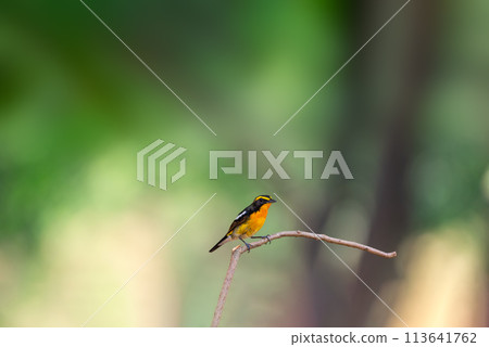 Bird (Narcissus Flycatcher) on tree in nature wild 113641762