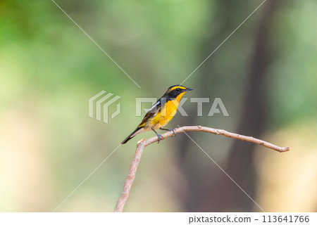 Bird (Narcissus Flycatcher) on tree in nature wild Bird (Narcissus Flycatcher) on tree in nature wild 113641766