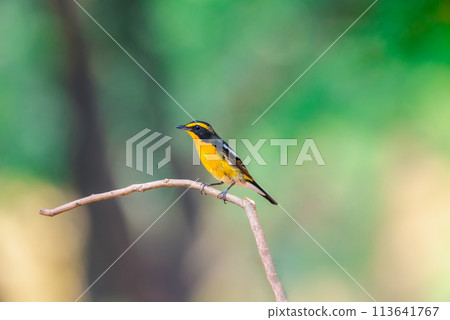 Bird (Narcissus Flycatcher) on tree in nature wild Bird (Narcissus Flycatcher) on tree in nature wild 113641767