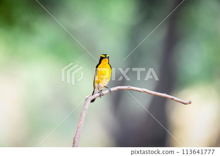 Bird (Narcissus Flycatcher) on tree in nature wild Bird (Narcissus Flycatcher) on tree in nature wild 113641777