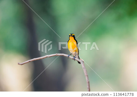 Bird (Narcissus Flycatcher) on tree in nature wild Bird (Narcissus Flycatcher) on tree in nature wild 113641778