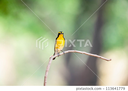 Bird (Narcissus Flycatcher) on tree in nature wild Bird (Narcissus Flycatcher) on tree in nature wild 113641779