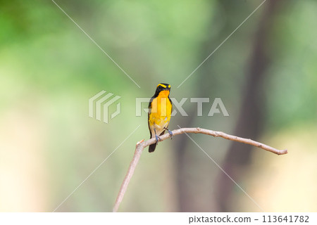 Bird (Narcissus Flycatcher) on tree in nature wild Bird (Narcissus Flycatcher) on tree in nature wild 113641782