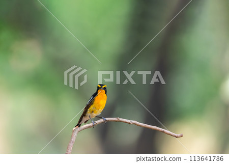 Bird (Narcissus Flycatcher) on tree in nature wild Bird (Narcissus Flycatcher) on tree in nature wild 113641786