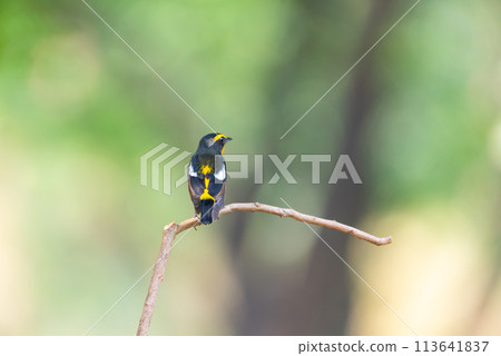 Bird (Narcissus Flycatcher) on tree in nature wild Bird (Narcissus Flycatcher) on tree in nature wild 113641837