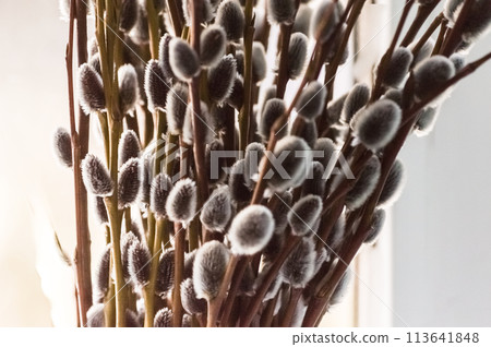 Willow branches with catkins on the windowsill in the spring Willow branches with catkins on the windowsill in the spring 113641848