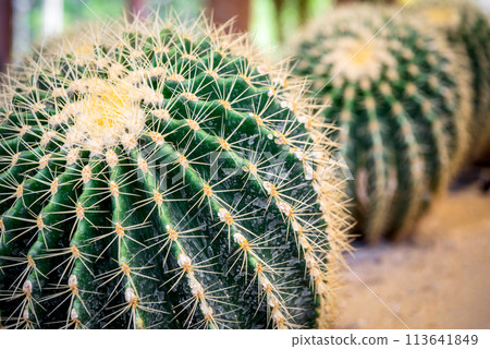 Cactus and Cactus flowers popular for decorative 113641849