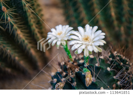 Cactus and Cactus flowers popular for decorative Cactus and Cactus flowers popular for decorative 113641851