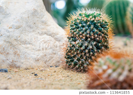 Cactus and Cactus flowers popular for decorative Cactus and Cactus flowers popular for decorative 113641855