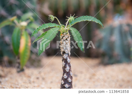 Cactus and Cactus flowers popular for decorative Cactus and Cactus flowers popular for decorative 113641858