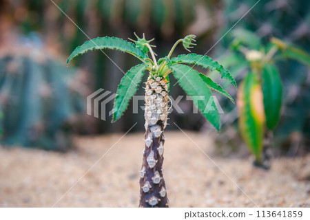 Cactus and Cactus flowers popular for decorative Cactus and Cactus flowers popular for decorative 113641859