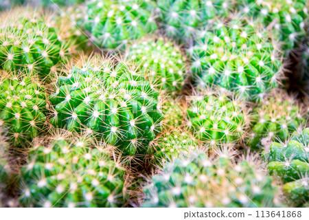 Cactus and Cactus flowers popular for decorative Cactus and Cactus flowers popular for decorative 113641868