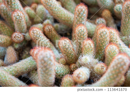 Cactus and Cactus flowers popular for decorative 113641870