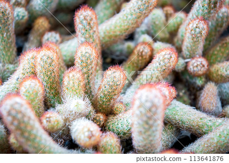 Cactus and Cactus flowers popular for decorative Cactus and Cactus flowers popular for decorative 113641876
