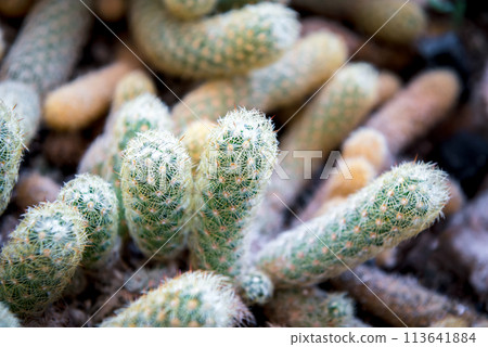 Cactus and Cactus flowers popular for decorative Cactus and Cactus flowers popular for decorative 113641884