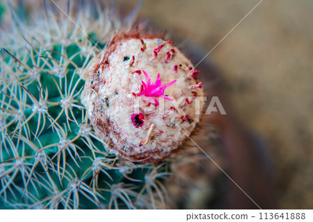 Cactus and Cactus flowers popular for decorative Cactus and Cactus flowers popular for decorative 113641888