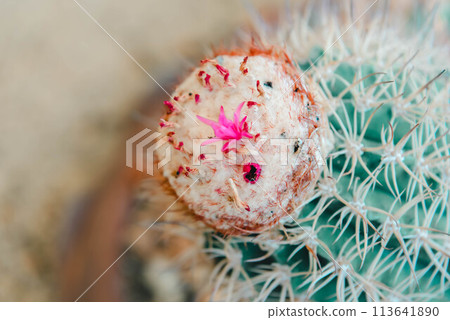 Cactus and Cactus flowers popular for decorative Cactus and Cactus flowers popular for decorative 113641890