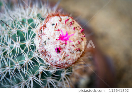 Cactus and Cactus flowers popular for decorative 113641892