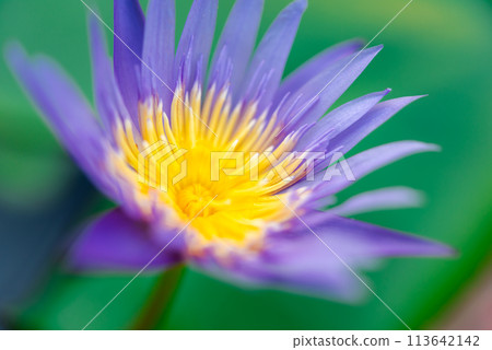 Lotus flower (Tropical water-lily) 113642142