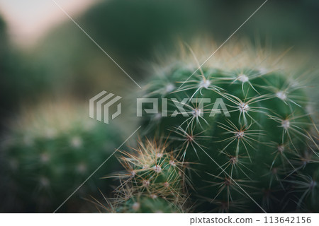 Cactus and Cactus flowers popular for decorative Cactus and Cactus flowers popular for decorative 113642156