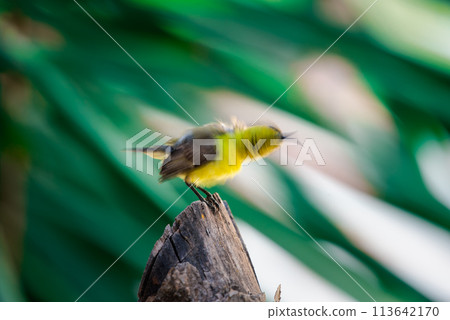 Bird (Olive-backed sunbird) on tree in nature wild Bird (Olive-backed sunbird) on tree in nature wild 113642170