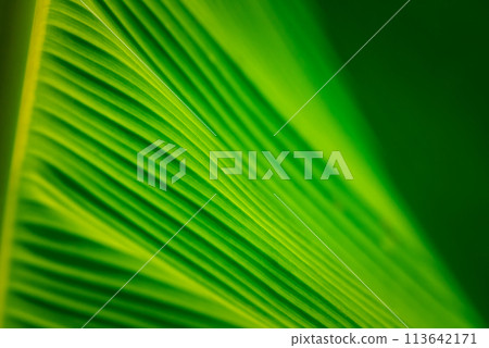 Greenery background nature plant and leaf (Banana) Greenery background nature plant and leaf (Banana) 113642171