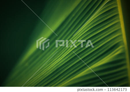 Greenery background nature plant and leaf (Banana) 113642173