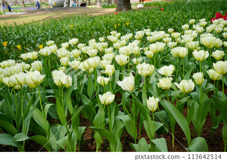 Tulip flower 113642514
