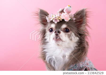 奇瓦瓦狗與花裝飾 113642529