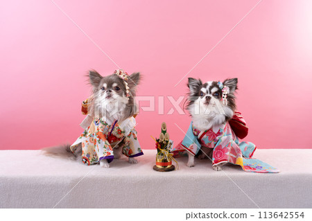 兩隻穿著和服的吉娃娃 113642554