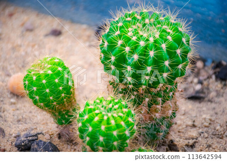 Cactus and Cactus flowers popular for decorative Cactus and Cactus flowers popular for decorative 113642594