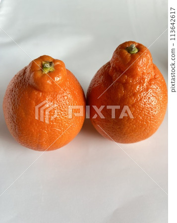 Fresh Minneola Tangelo Fresh Minneola Tangelo 113642617