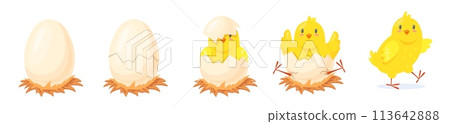 Chicken hatching stages. Yellow chick hatch from broken shell egg, poultry newborn growth cartoon cute chicken birth young baby bird born process, easter neat vector illustration Chicken hatching stages. Yellow chick hatch from broken shell egg, poultry newborn growth cartoon cute chicken birth young baby bird born process, easter neat vector illustration 113642888