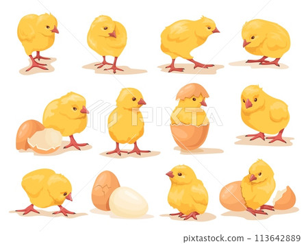 Cartoon hatched chicks. Hatching chick with little wings, baby chicken birth chickens brood easter farm bird cute babies, cartoon hen newborn born in egg neat vector illustration 113642889