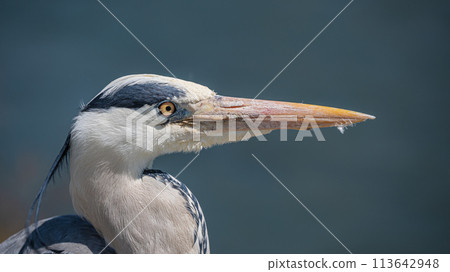 Grey heron on the waterfront of Kamo River Grey heron on the waterfront of Kamo River 113642948