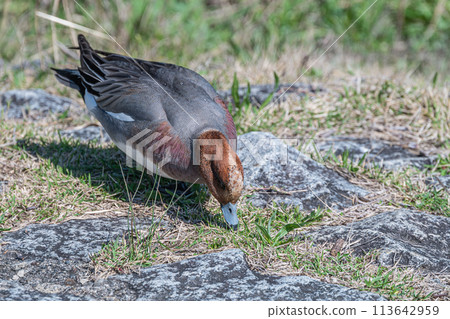 Wigeon 啄食野花 113642959