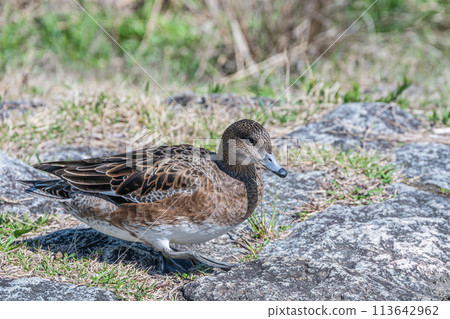 鴨川上的 Wigeon 113642962