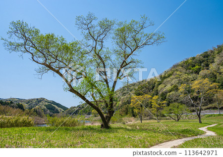 Fresh green trees along the Kizugawa River in Minamiyamashiro Village, Kyoto Prefecture 113642971