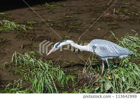 灰鷺在河裡尋找食物 灰鷺在河裡尋找食物 113642999