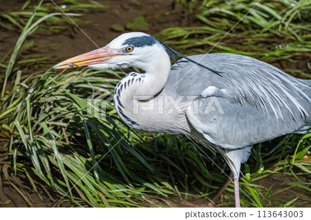 A heron catching a small fish for bait 113643003