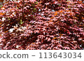 Fresh green maple 113643034