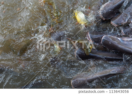 Crowd of freshwater fish scramble food in river 113643056