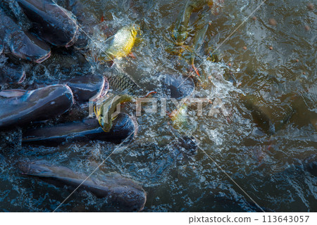 Crowd of freshwater fish scramble food in river 113643057