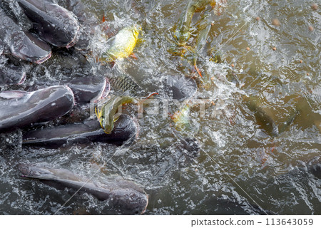 Crowd of freshwater fish scramble food in river 113643059