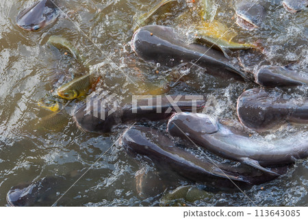 Crowd of freshwater fish scramble food in river Crowd of freshwater fish scramble food in river 113643085