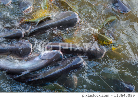 Crowd of freshwater fish scramble food in river 113643089